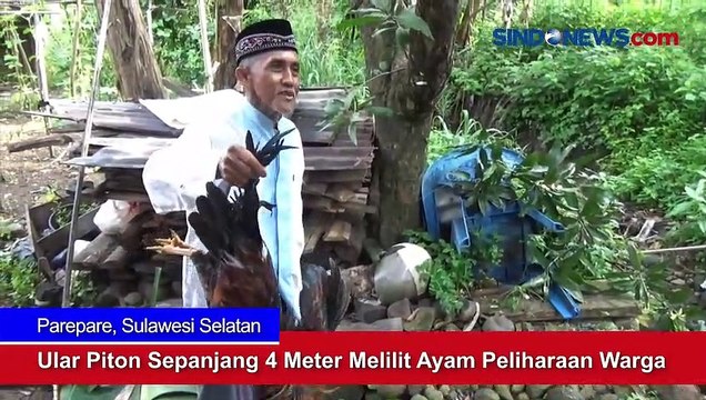 Ular Piton Sepanjang 4 Meter Melilit Ayam Peliharaan Warga di Parepare