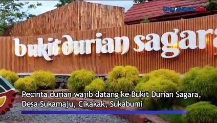 Menikmati  Wisata Bukit Durian Sagara Cikakak di Sukabumi