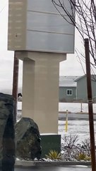 Wild Horses Cross Intersection