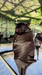 Pteropus decided to take a nap