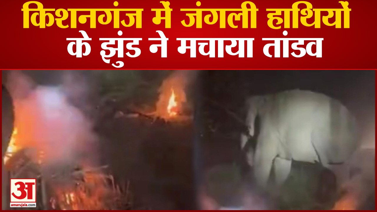 Bihar News: किशनगंज में जंगली हाथियों के झुंड न...