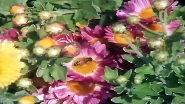 BBC :Topol 1985 Part 1 - טופול בטלביזיה הבריטית - Topol 1935 - 2023