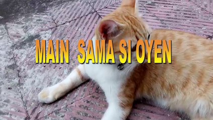 MAIN SAMA SI OYEN (DUNIA PERKUCINGAN)