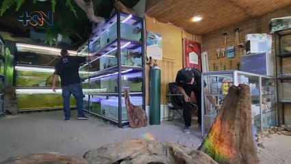 mqn-Amigos viajaron al Amazonas para pescar por sí mismos los peces que venden en acuario herediano -080323