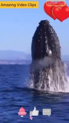 Whale Sound & Whale  Jumps