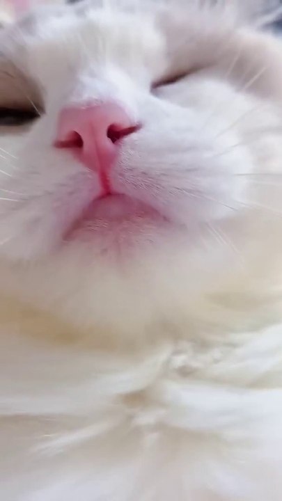 #shorts cat meme & kitten (tik tok video] - funny cats meow baby cute compilation [cat-cash home)