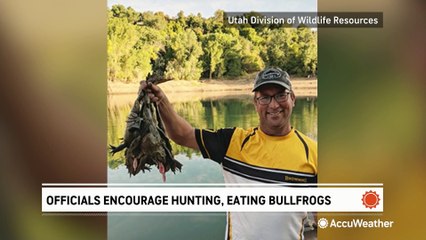Utah wildlife officials encourage hunting and eating bullfrogs