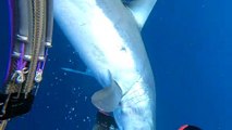 Diver Has a Close Encounter With a Big Mako Shark
