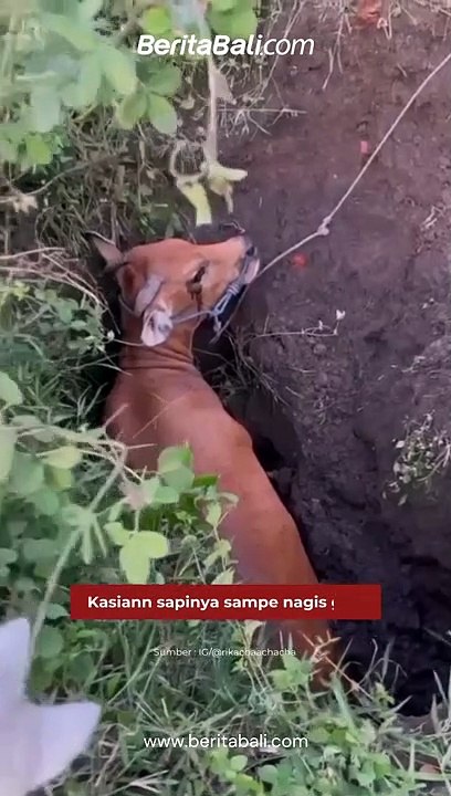 Kasian banget sapinya   Seekor sapi terjerembap di lubang tanah kosong di kawasan Tohpati, Denpasar. Saat ini sudah dilakukan proses evakuasi oleh warga setempat.