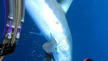 Diver Has a Close Encounter With a Big Mako Shark