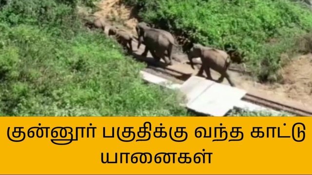 நீலகிரி: காட்டு யானைகள் உலா-வனத்துறை கடும் எச்சரிக்கை