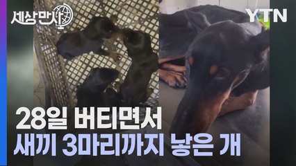 [세상만사] 무너진 건물 지하에서 28일 견디고 새끼까지 낳은 개 / YTN