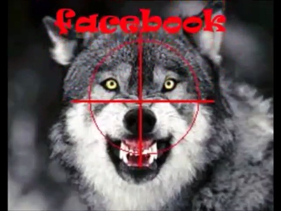 Tuer un loup n'est pas toujours un crime