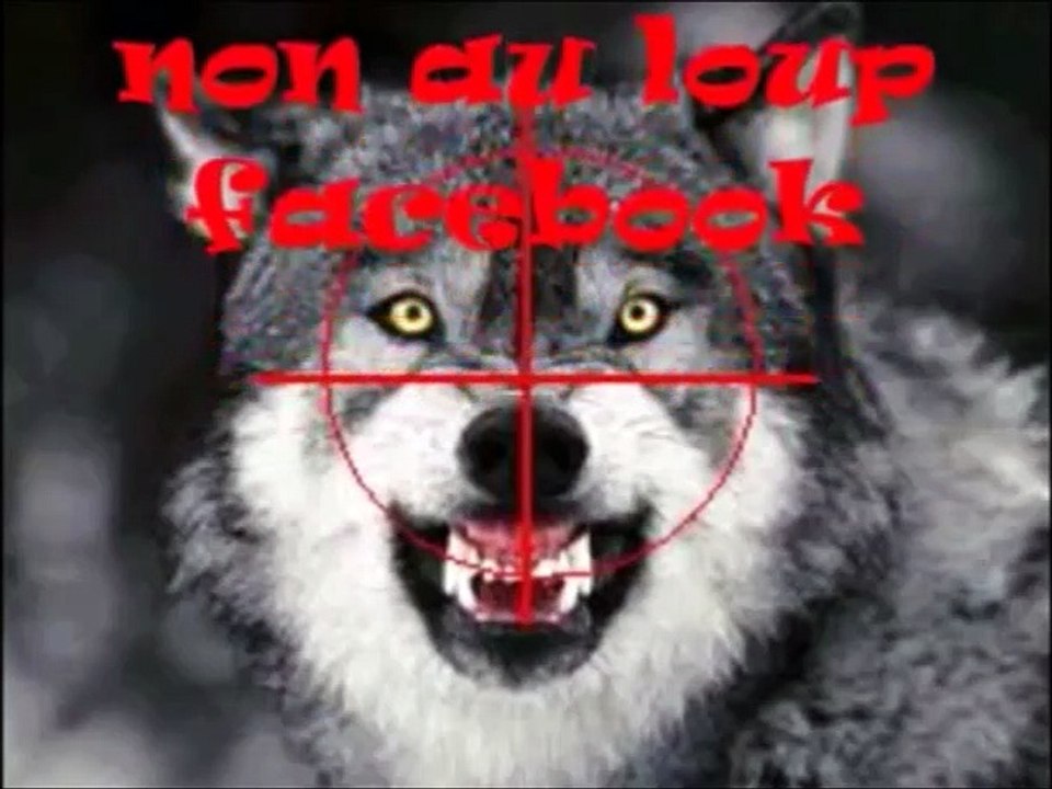 un loup a été filmé sur la route a proximité de maison.