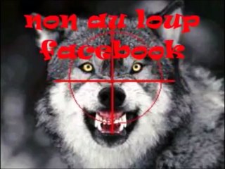Un loup a été aperçu au bord de la route