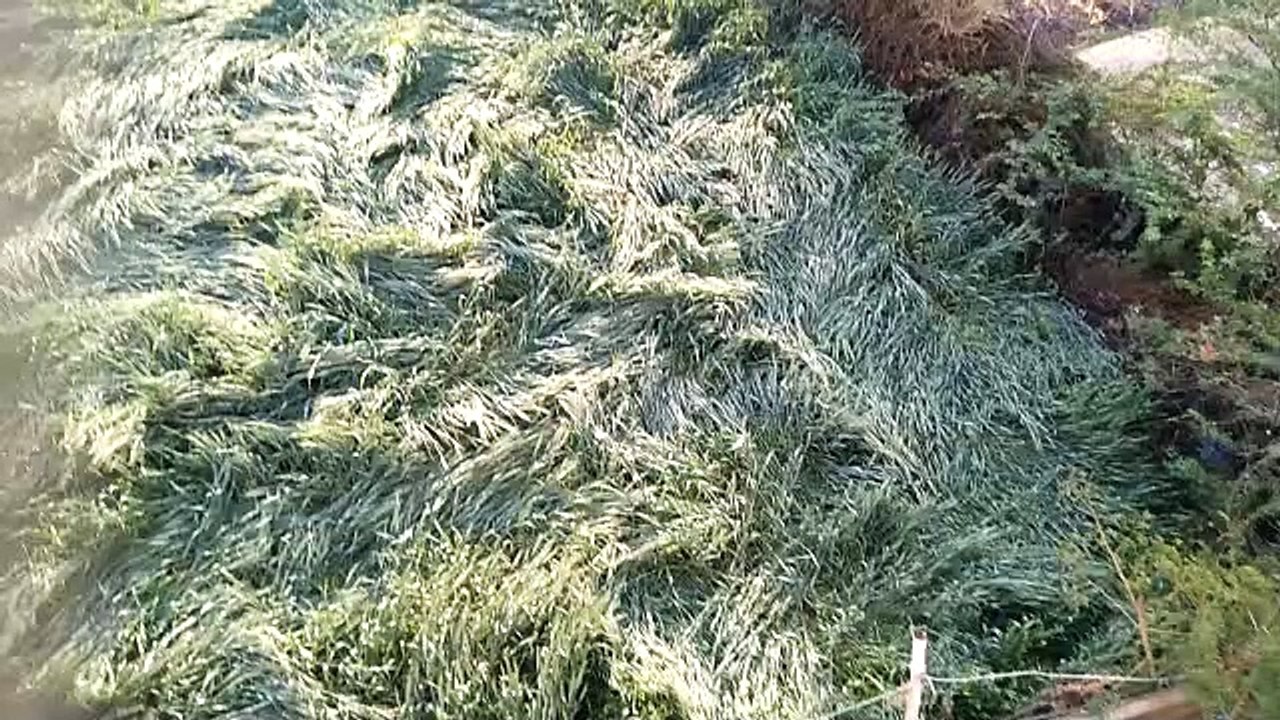 Video : बेमौसम बारिश ने फिर किसानों को रूलाया,...