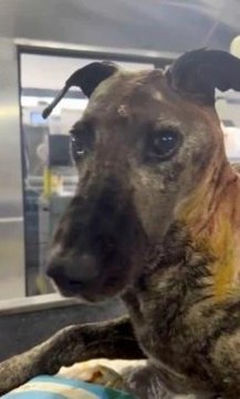 Beyninde tümör olan sokak köpeğinin yardımına hayvanseverler koştu