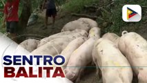 DA, tiniyak na sapat ang supply ng baboy sa kabila ng pagtama ng african swine fever sa Carcar City, Cebu