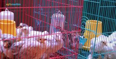 Cuan Jutaan dari Ternak Ayam Brahma; Bongkar Cara Ternak dan Pemasarannya ‼️