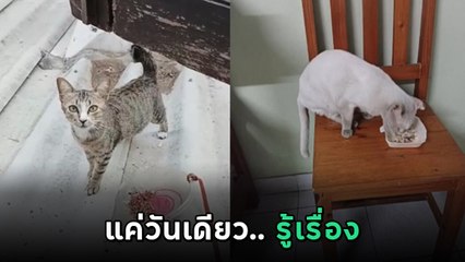 หนุ่มร้อนใจ ! แมวหายไป 3 วัน ฝากแมวจรตามหา ผ่านไปวันเดียว เหลือเชื่อ