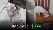 หนุ่มร้อนใจ ! แมวหายไป 3 วัน ฝากแมวจรตามหา ผ่านไปวันเดียว เหลือเชื่อ