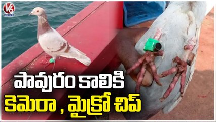 Suspected Spy Pigeon With Fitted Devices On Leg Caught In Odisha _ V6 News