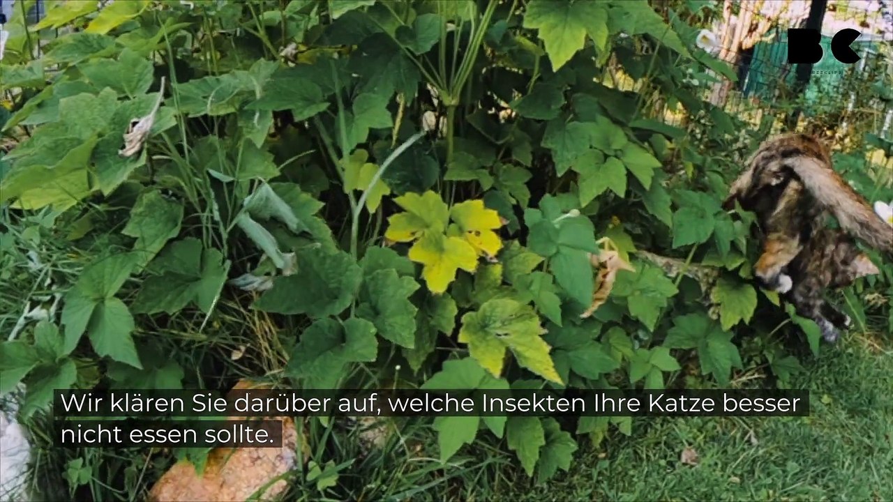 Diese insekten sind gefährlich für katzen
