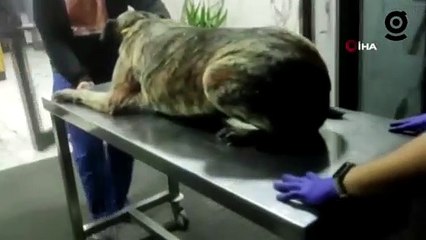 Beyninde tümör olan sokak köpeğinin yardımına hayvanseverler koştu