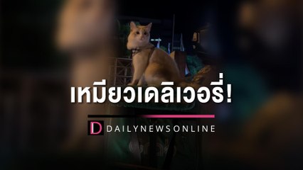 เหมียวเดลิเวอรี่! แว๊นนั่งรถเฝ้าพ่อทำงาน ชาวเน็ตแห่แซวใครสั่งแมวคะเนี่ย | HOTSHOT เดลินิวส์ 09/03/66