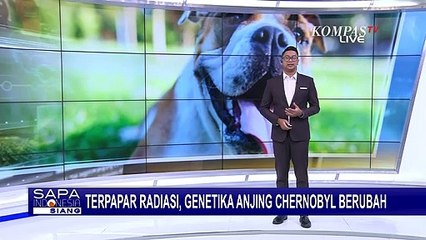 Terpapar Radiasi Nuklir, Genetik Anjing di Chernobyl Berubah