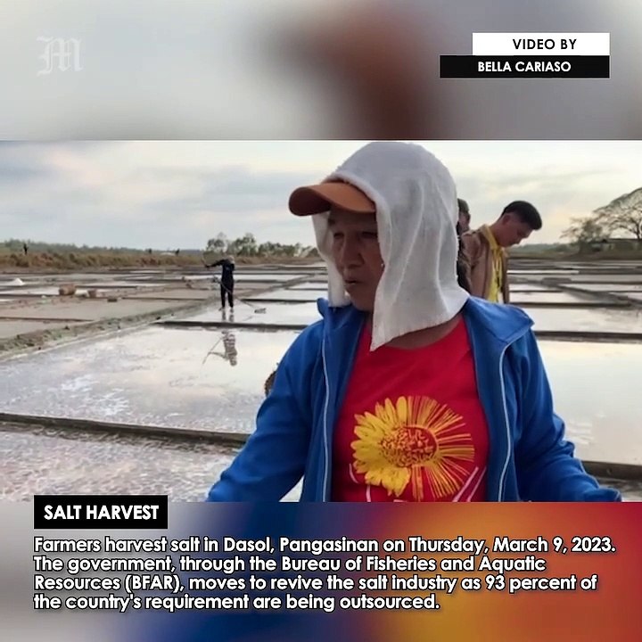 Salt Harvest