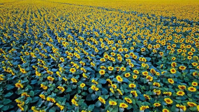 Relaxing Piano Music - Peaceful Soothing Instrumental Music, Stress Relief, Claming Music