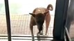Dog Full Misty Funny Video|Dog Reaction Video|Animals Video #Animalsvideo#Funnyanimals