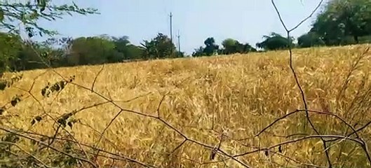 बिगड़े मौसम के बाद सुबह हुई हल्की बूंदाबांदी ने बढ़ाई किसानों की चिंता