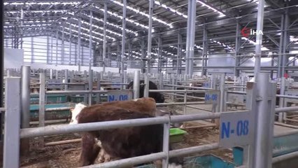 Avrupa'nın en büyük canlı hayvan pazarı şap hastalığı nedeniyle kapatıldı