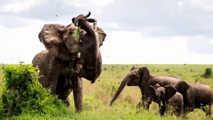 جاموس غبي اقترب من الافيال !! فدفع الثمن غالي..لا احــــد يعبث مع الكبـار_عالم الحيوان