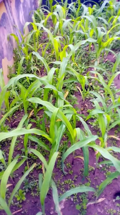 Shakil ahamad narsari Palant # kusiyar gaon  # good location # aam jamun nim papita  Licha amrudh Sarita mahua # katahal Ka ped # aam Ka bagicha # ped paudho se hame oxigene milti hai  # aam ki Kabadi Shakil ahamad narsari Palant # kusiyar gaon # good loc