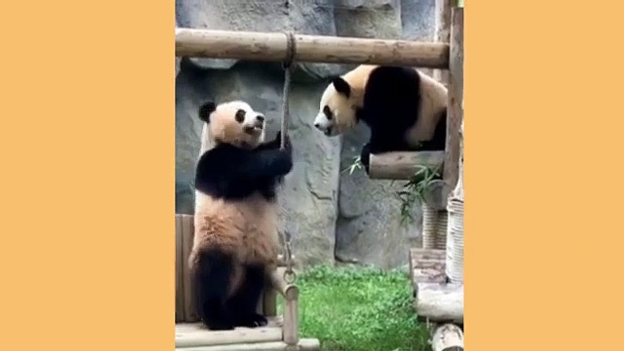 Funny Animal Videos Part 48__Funny And Cute Animal Videos Compilation__@blessedbaritone