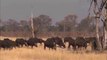 Buffalo vs Lion Pride | Elephant Became Hero After Save Buffalo From Lion Hunt