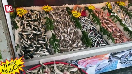 Düzce'de hamsinin yerini tirsi aldı