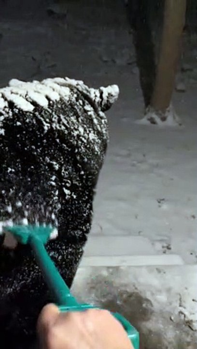 Raking Snow Off a Big Bear
