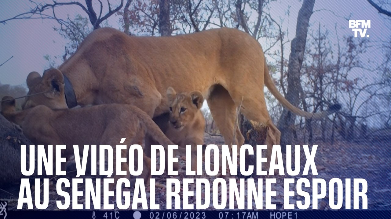 Au Sénégal, une vidéo de trois lionceaux redonn...