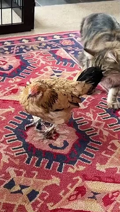 galinha, peanut