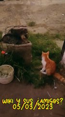 Wiki y sus amigos (los gatitos se divierten)