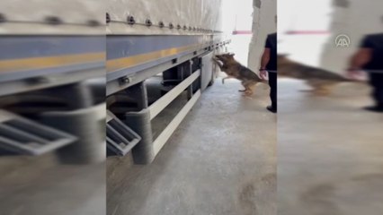 Baharat paketlerine gizlenmiş 35 kilogram esrar ele geçirildi