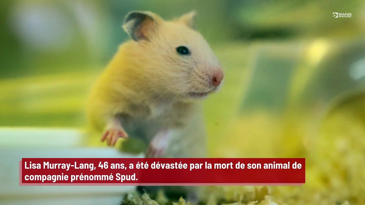 Une femme disperse les cendres de son hamster à Hawaï après avoir parcouru 11 000 km !