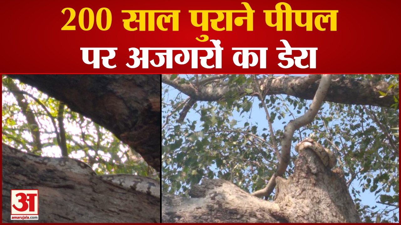 200 साल पुराने पीपल पर अजगरों का डेरा, पेड़ को देखने दूर-दूर से लोग पहुंचते हैं