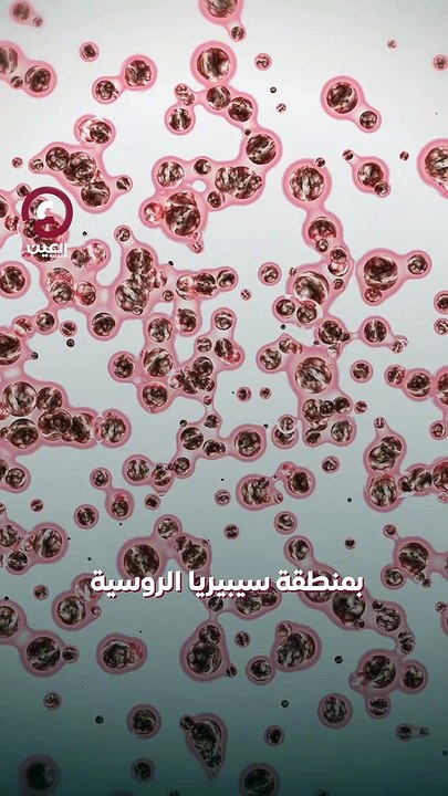 فيروس "الزومبي"   أصبح حقيقة!