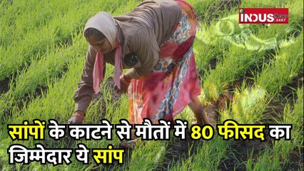 saanp ka baap मचा रहा  UP के पूर्वांचल में कहर। Russel's Viper ।  Snake Video । UPCM ।#indusnews24x7