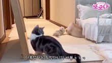 .io-adult cat walking upright looking at baby cat